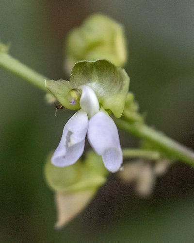 Phaseolus lunatus observed 2026-04-25