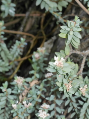 Pimelea cryptica