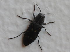Melanophila consputa