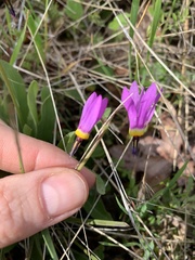 Primula poetica
