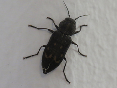 Melanophila consputa