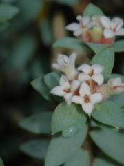Pimelea cryptica