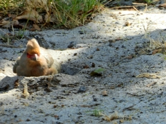 Urocolius indicus indicus