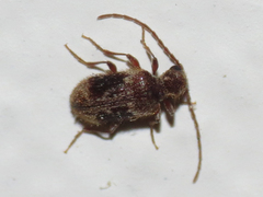 Ptinus fallax
