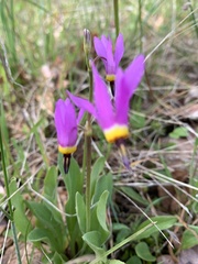 Primula poetica
