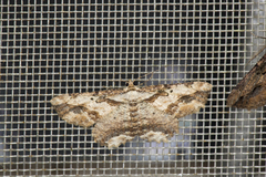 Menophra mitsundoi