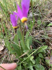 Primula poetica