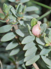 Pimelea cryptica