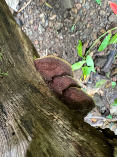 Phellinus gilvus observed 2026-04-28