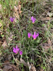 Primula poetica