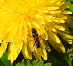 Beosus quadripunctatus