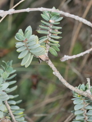 Pimelea cryptica