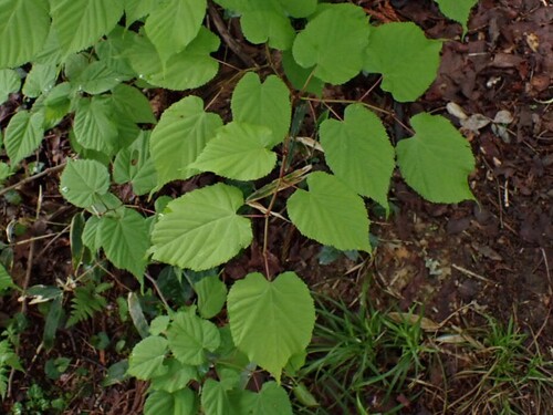 Tilia japonica iNat (2)