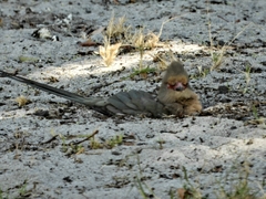 Urocolius indicus indicus