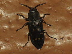 Melanophila consputa
