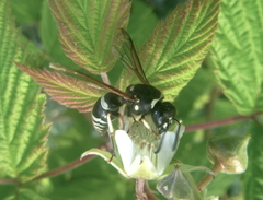 Ancistrocerus waldenii