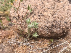 Stylocline micropoides