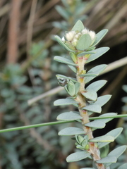 Pimelea cryptica