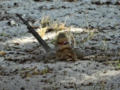 Urocolius indicus indicus