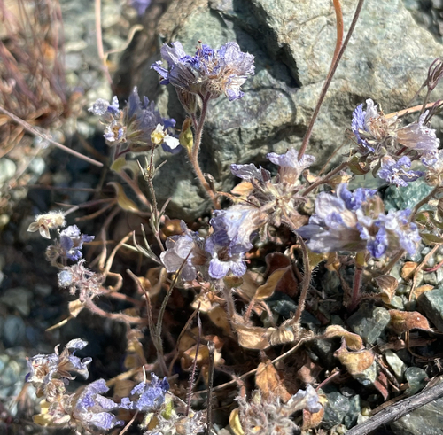 Phacelia divaricata observed 2026-03-29
