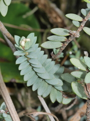 Pimelea cryptica