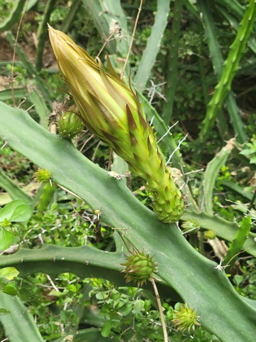 Harrisia bonplandii, photograph 3