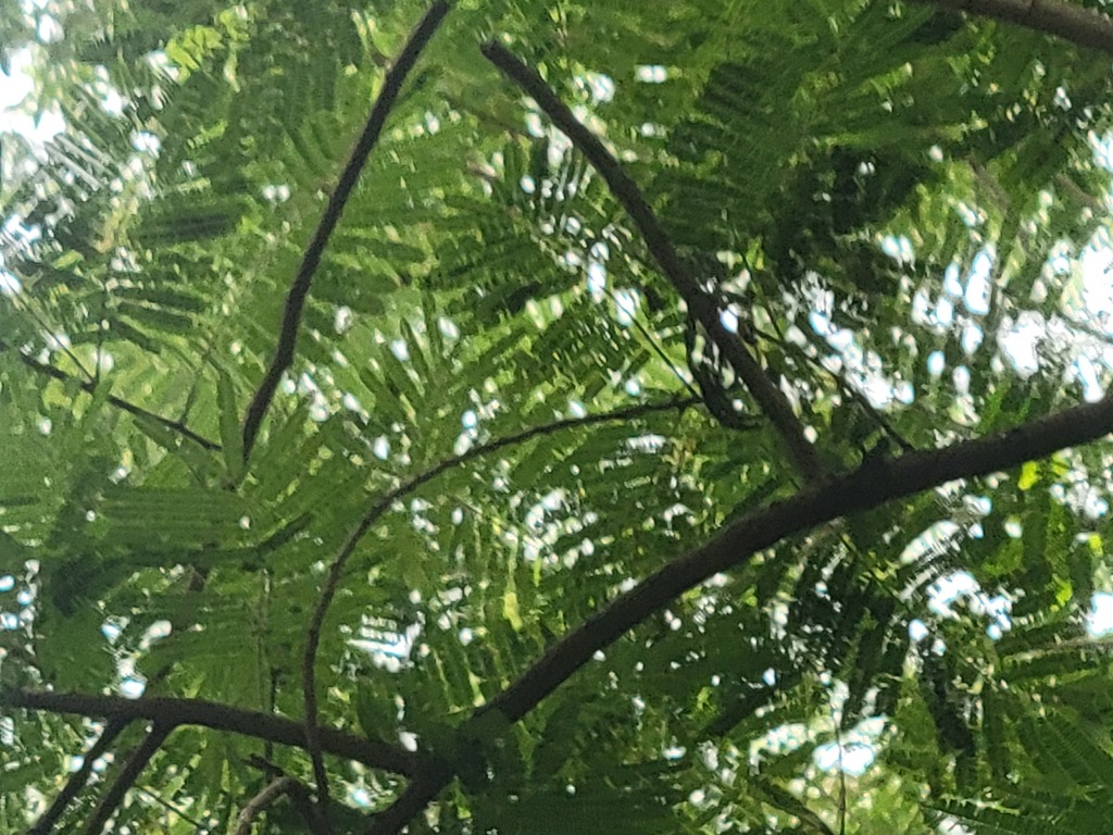 Leucaena pulverulenta; photograph (c) johnyochum, some rights reserved (CC BY)