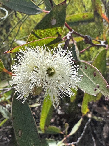 Eucalyptus capitellata observed 2026-04-21