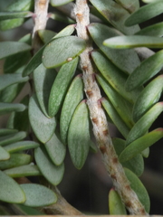Pimelea cryptica