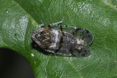 Cixius nervosus