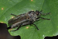 Didysmachus picipes