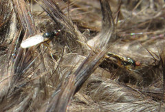 Prochyliza xanthostoma