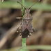 Ceraleptus gracilicornis - Photo (c) Pascal Dubois, algunos derechos reservados (CC BY-NC), subido por Pascal Dubois