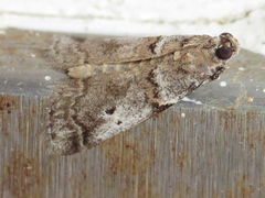 Acrobasis comptella