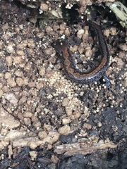 Plethodon dorsalis