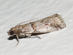 Acrobasis comptella