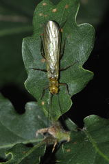 Perlodidae