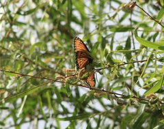 Limenitis archippus obsoleta
