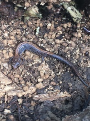 Plethodon dorsalis