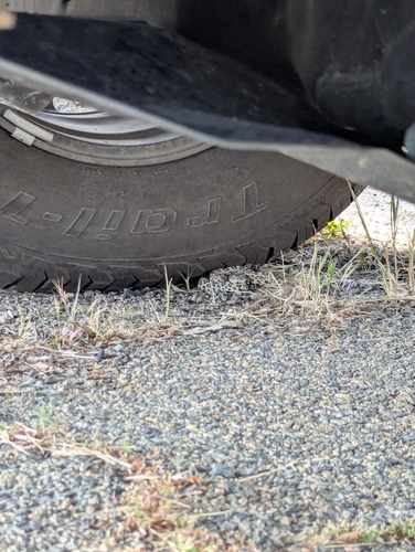 iNaturalist observation photo of Northern Pacific Rattlesnake