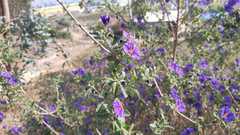 Lycianthes lycioides