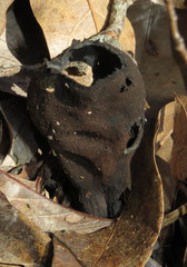 Urnula