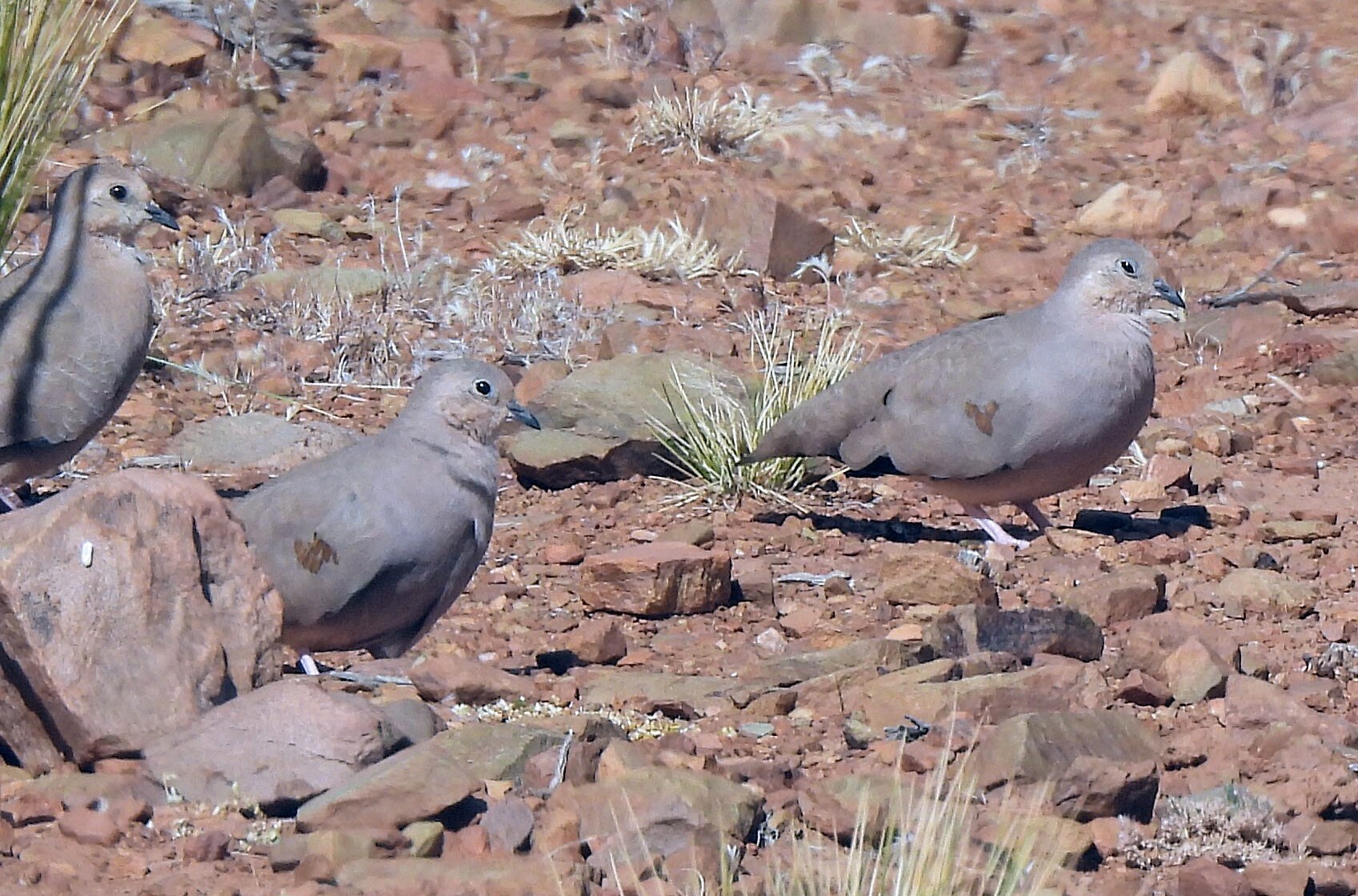 Golden-spotted Ground Dove (Metriopelia aymara), photo 2