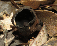 Urnula