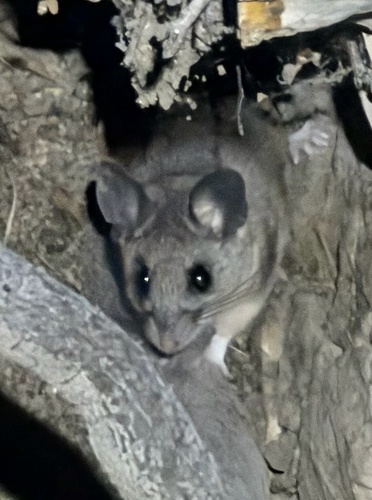 Peromyscus truei observed 2026-04-26