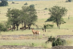 Alcelaphus buselaphus cokii