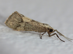 Cisthene faustinula