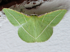 Dichorda illustraria