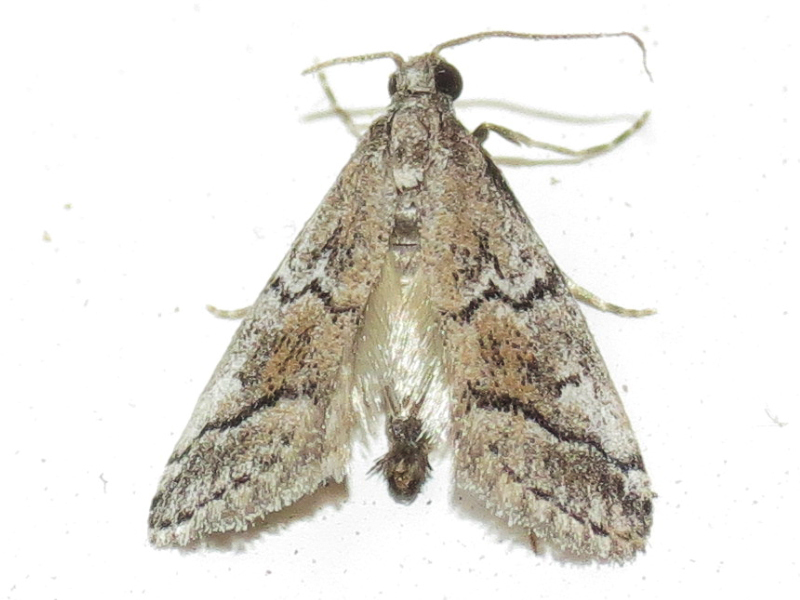 Cacotherapia angulalis