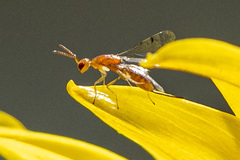 Megastigmidae